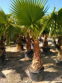 Washingtonia Robusta torzs 125-150 cm